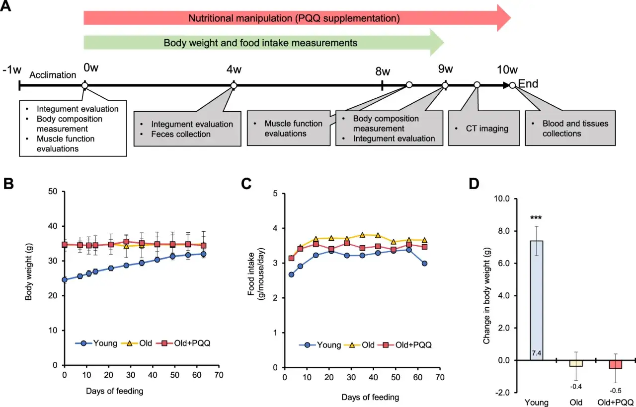 Grafico mostra che PQQ a cosa serve: aumenta il peso corporeo nei topi giovani e anziani, influenzando l'assunzione di cibo.