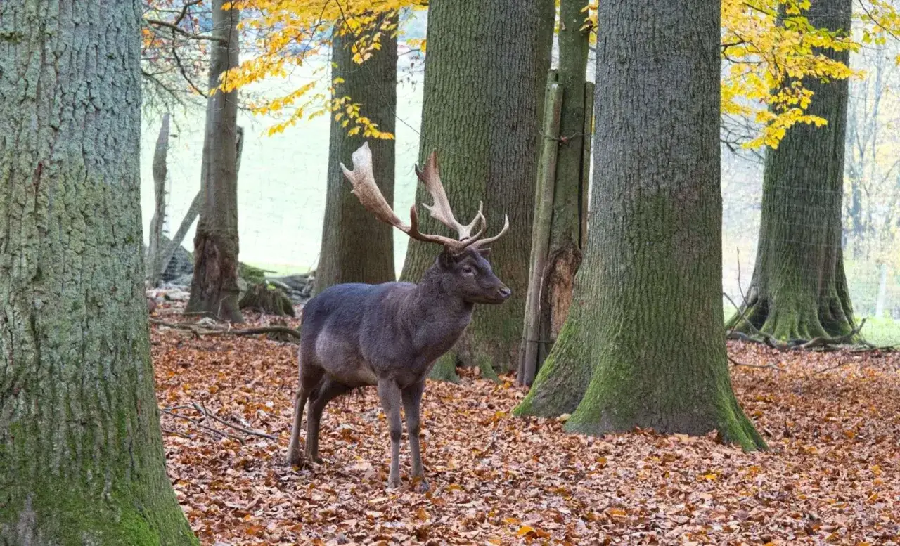 Ein Damhirsch mit pr&auml;chtigem Geweih steht im Herbstlaub im Tierpark Engelskirchen.