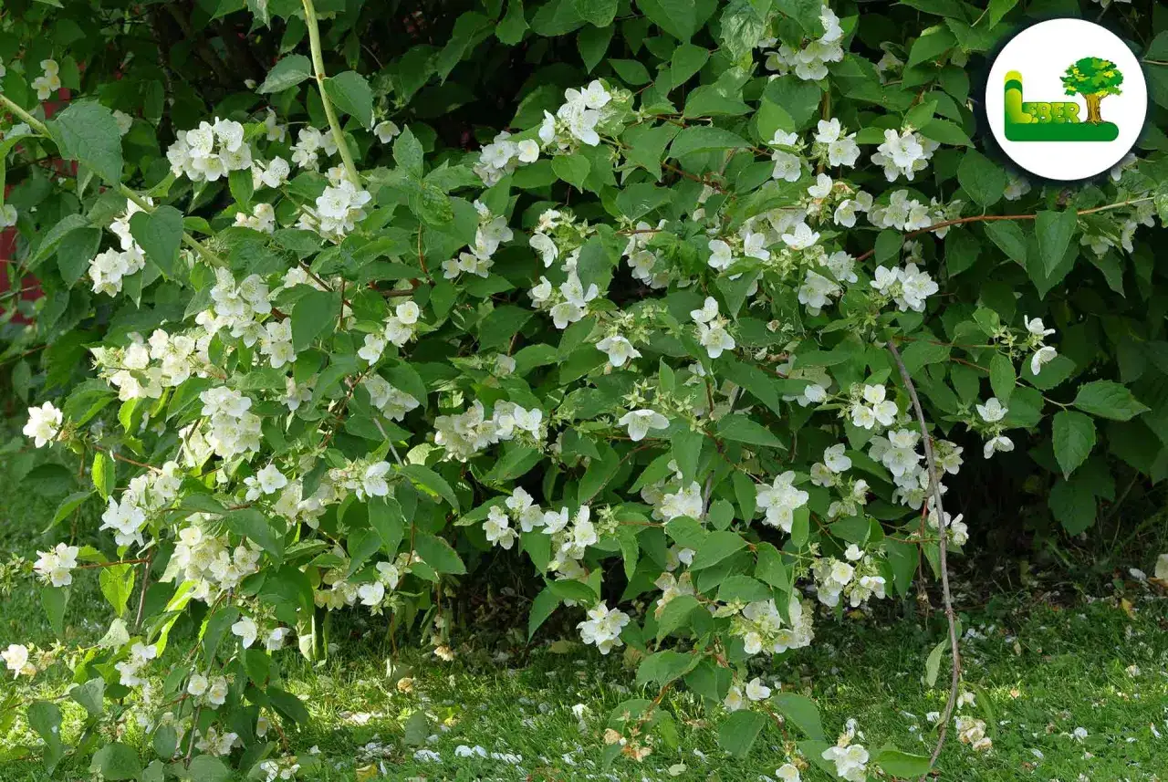 Ein &uuml;ppiger Strauch mit duftenden wei&szlig;en Bl&uuml;ten, der Philadelphus coronarius, bl&uuml;ht im Garten.