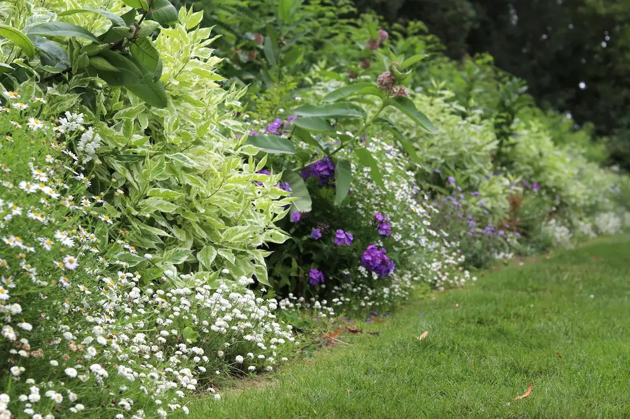 Un jardin luxuriant avec une plante pour bordure sans entretien, des fleurs blanches et violettes, et une pelouse verte.