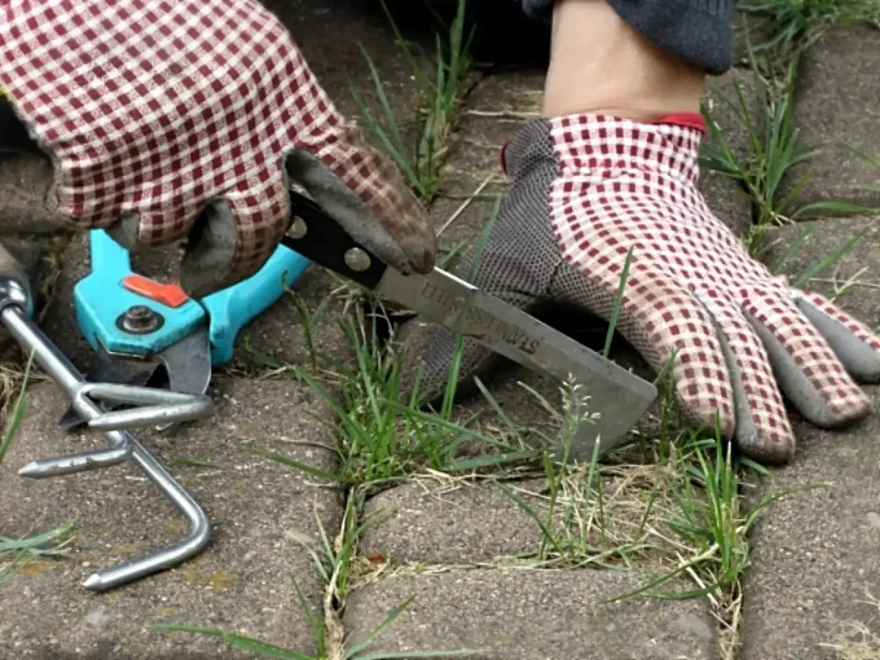 Ręce w kratkowanych rękawiczkach usuwają chwasty z kostki brukowej za pomocą noża. Obok leżą sekator i wyrywacz do chwast&oacute;w.