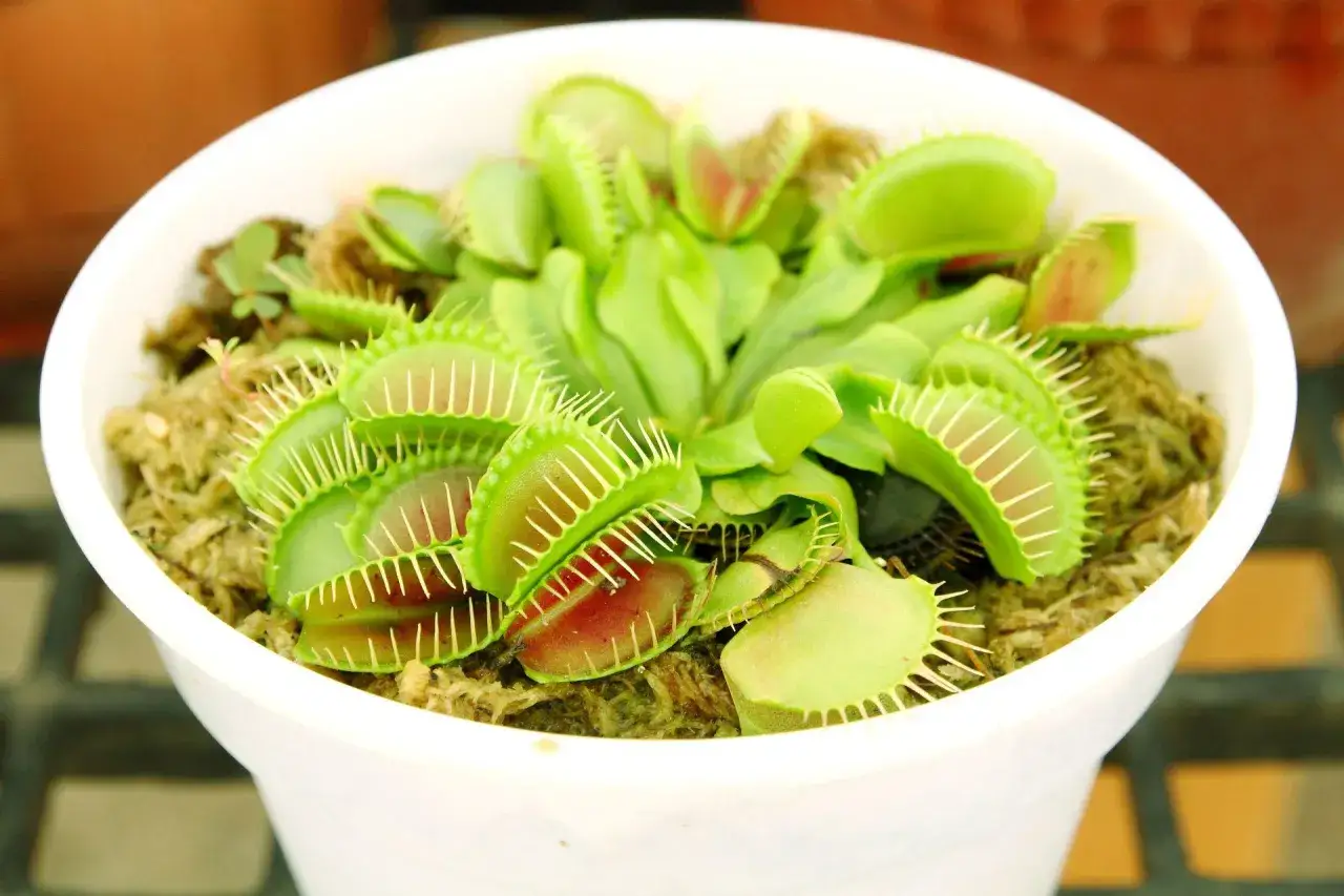 Zielona muchołówka roślina w białej doniczce, z licznymi pułapkami gotowymi do złapania ofiary.
