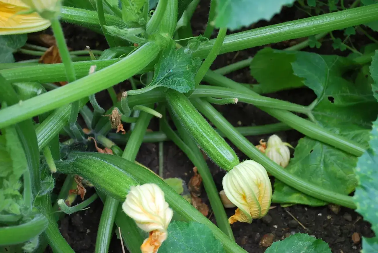 Jeune courgette de Nice en pleine croissance, entour&eacute;e de ses fleurs jaunes et de son feuillage vert.