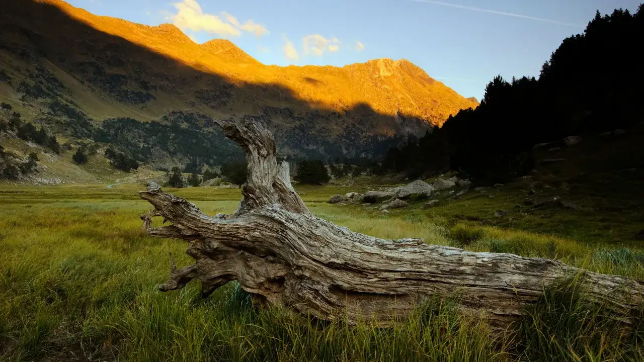 Tronco seco en prado verde, monta&ntilde;as doradas por el sol. Un paisaje id&iacute;lico para descubrir qu&eacute; ver en el Pirineo Aragon&eacute;s.