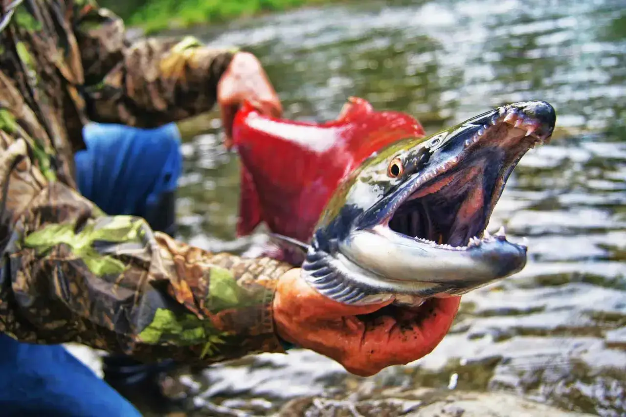 Erfolgreiches Lachs angeln: Ein Angler hält einen großen Lachs mit offenem Maul und scharfen Zähnen im Arm.