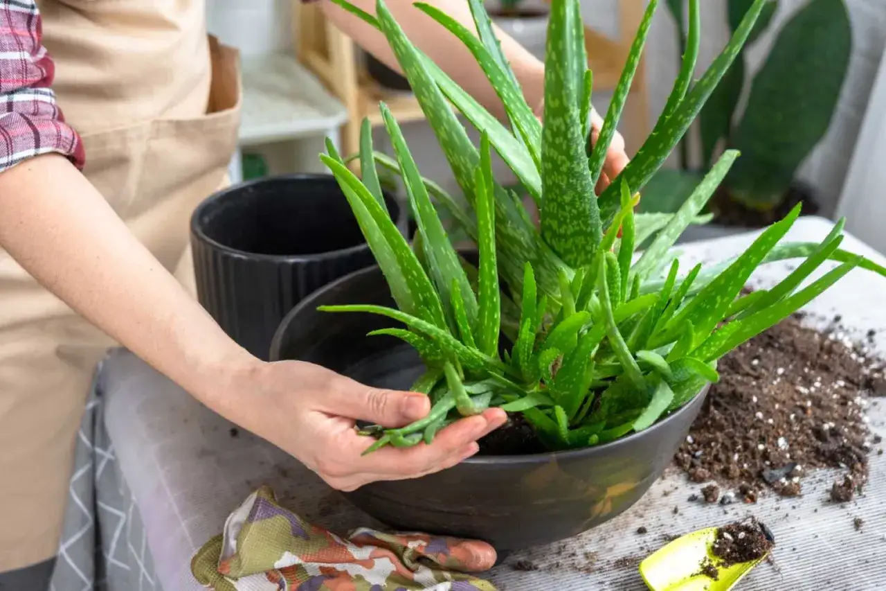 Mains tenant un aloe vera pour le rempoter dans un nouveau pot. Terre et outils de jardinage &agrave; proximit&eacute;.