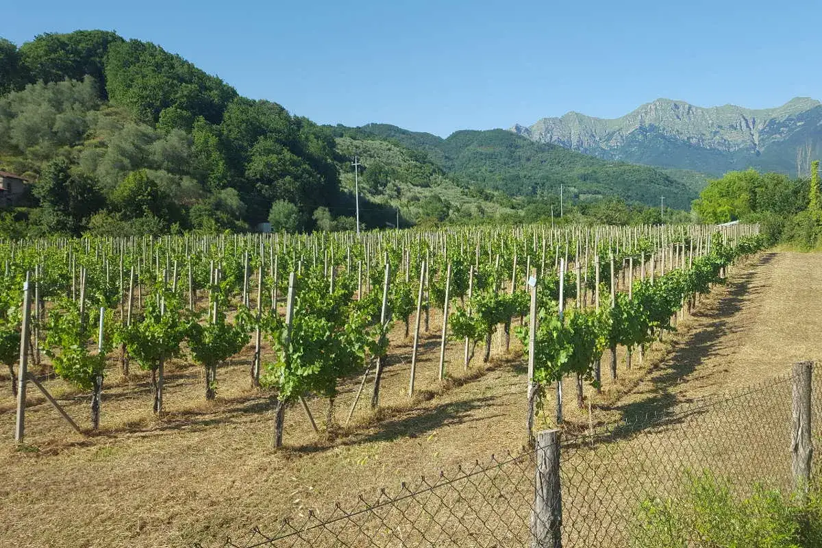 Vigneto di Pinot Nero in collina, con filari ordinati e montagne sullo sfondo. Le caratteristiche del terroir esaltano questo vitigno.
