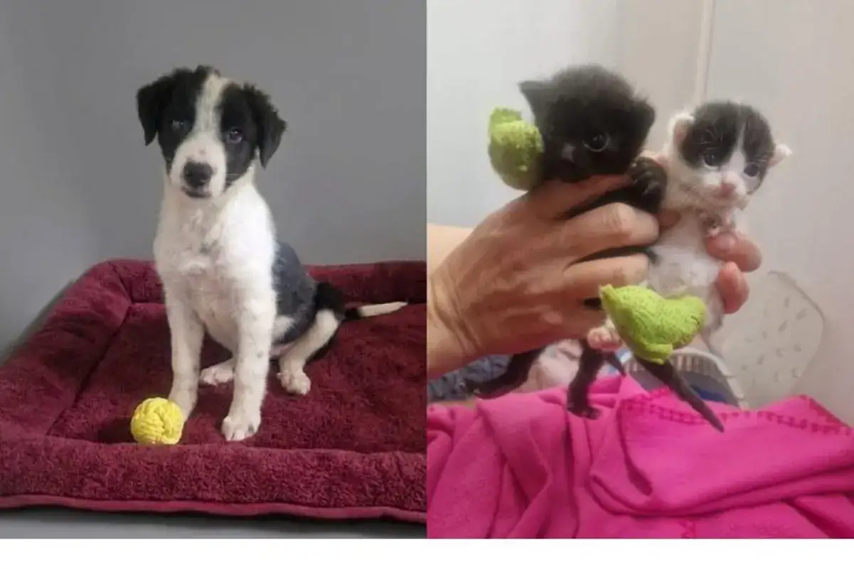 Un cachorro y dos gatitos, víctimas del abandono animal, esperan un hogar.