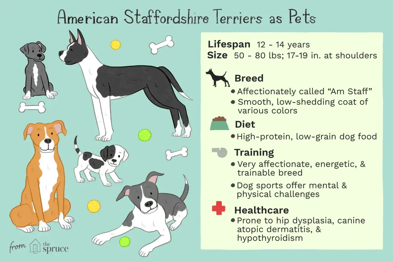 Amstaffy żyją 12-14 lat. Ilustracja przedstawia różne amstaffy, ich cechy, dietę i zdrowie.