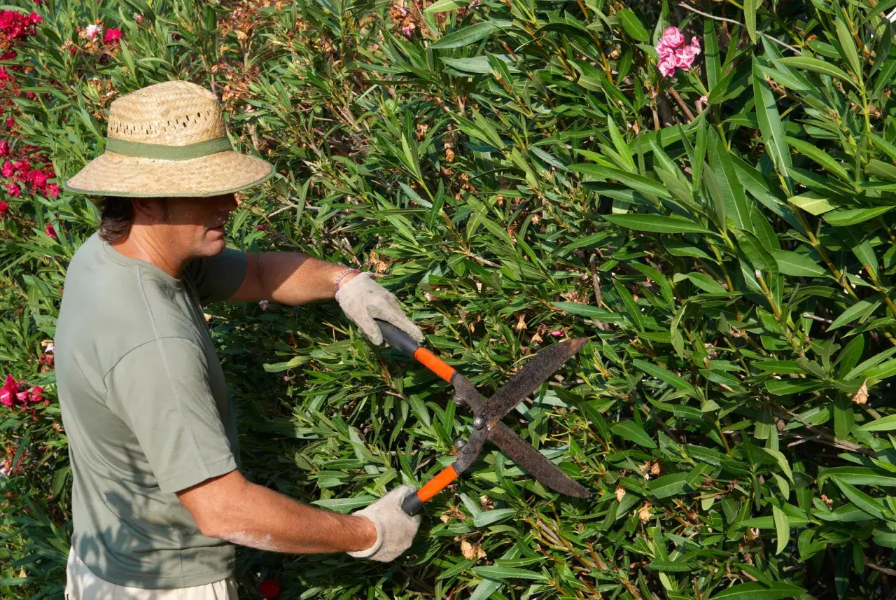 Mann mit Strohhut und Handschuhen schneidet mit einer großen Heckenschere einen Oleander.