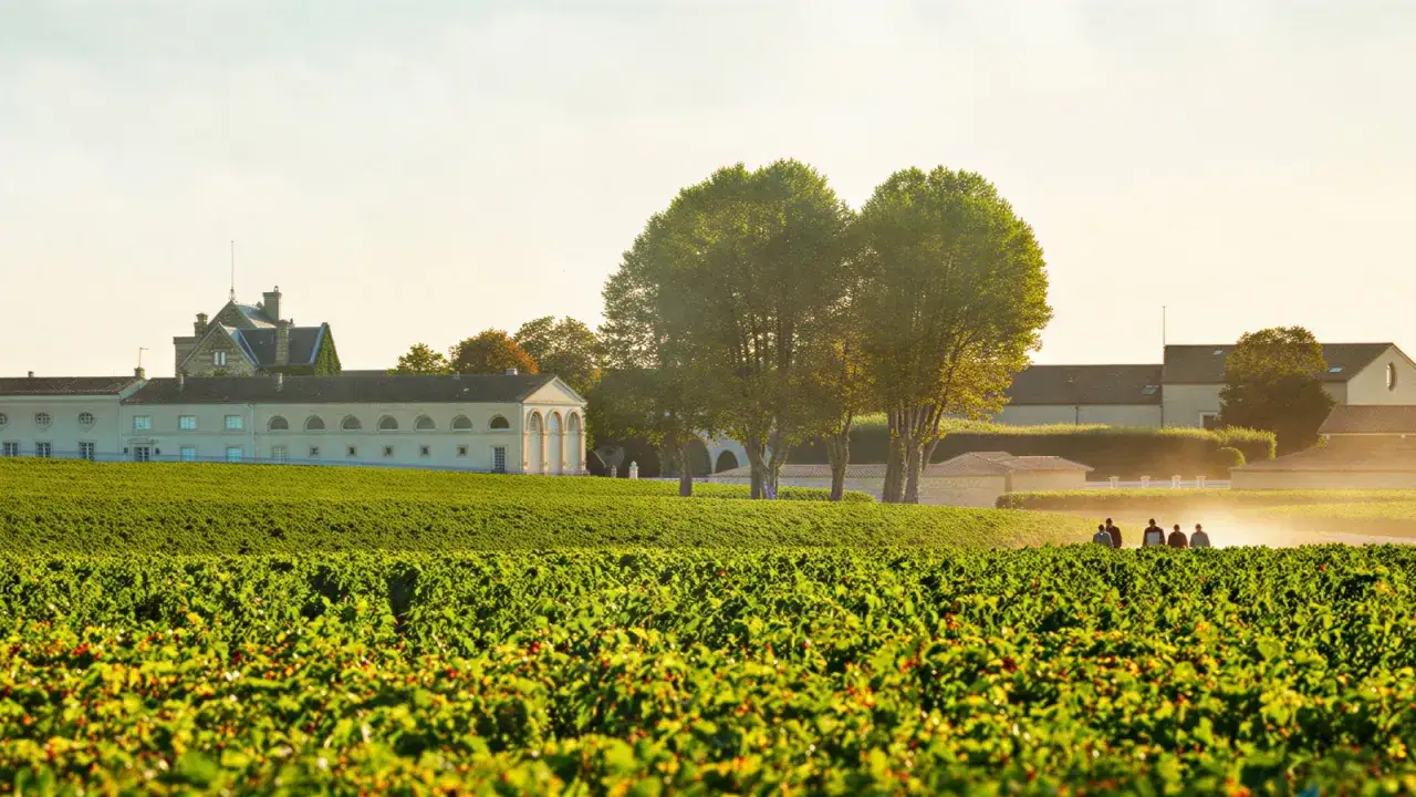 Sonnenuntergang über Weinbergen und dem Anwesen von Benjamin de Rothschild. Menschen spazieren durch die Felder.