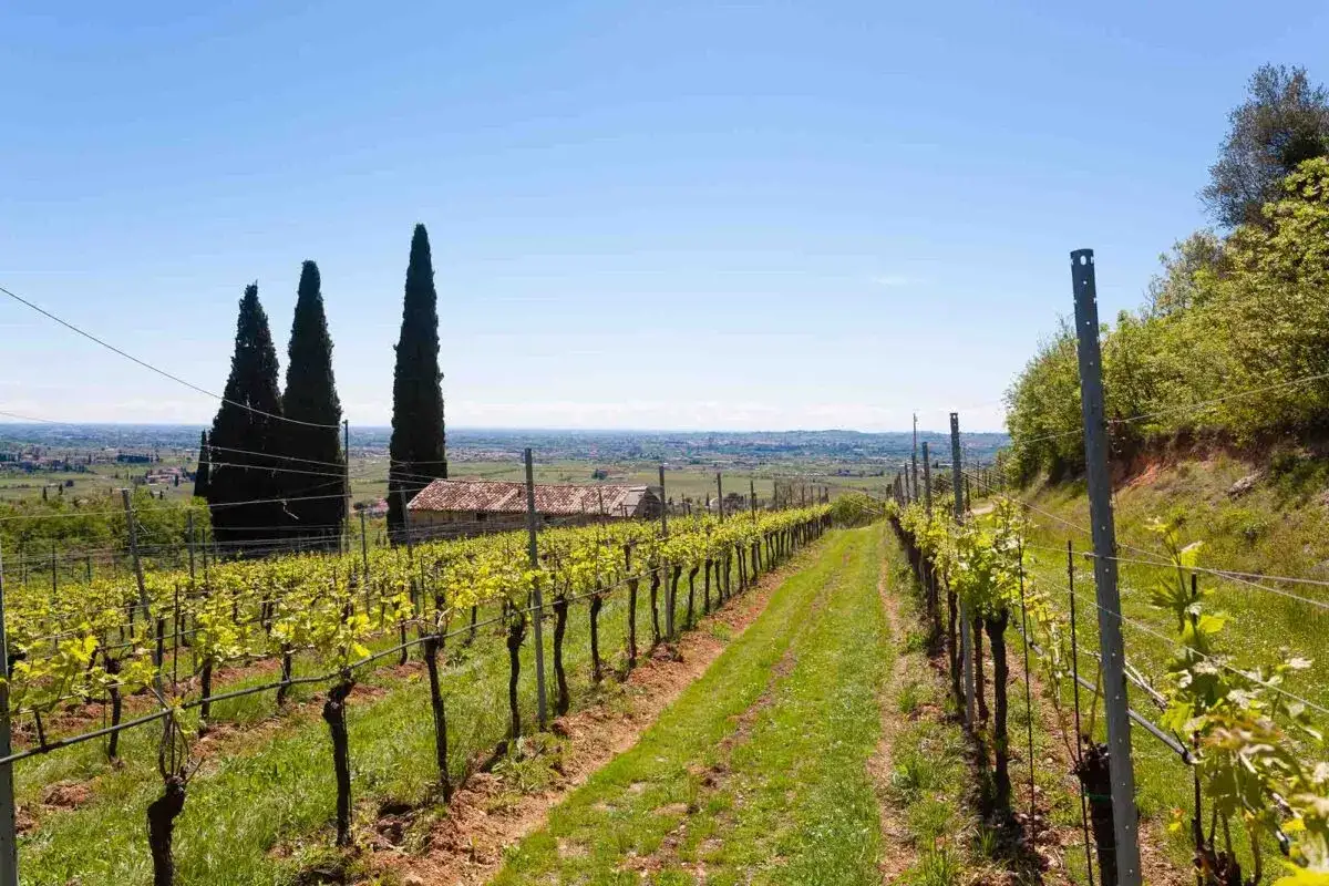 Filari di viti in collina, con cipressi e un casolare sullo sfondo, un paesaggio che evoca il vino tipico veronese.