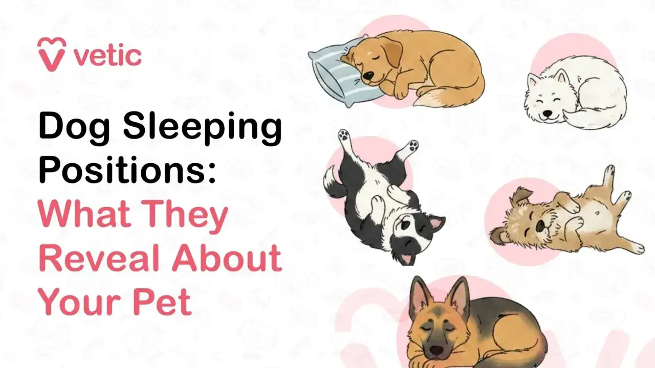 Ilustración de perros en diversas posturas dormir perro: uno en almohada, otro acurrucado, uno boca arriba y otro panza arriba.
