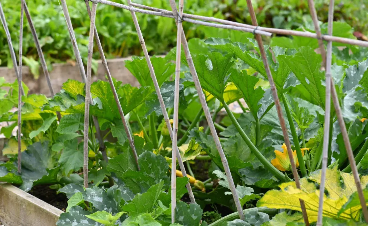 Zucchini brauchen rankhilfe. Bambusst&auml;be st&uuml;tzen die gr&uuml;nen Bl&auml;tter und gelben Bl&uuml;ten einer Zucchinipflanze im Garten.