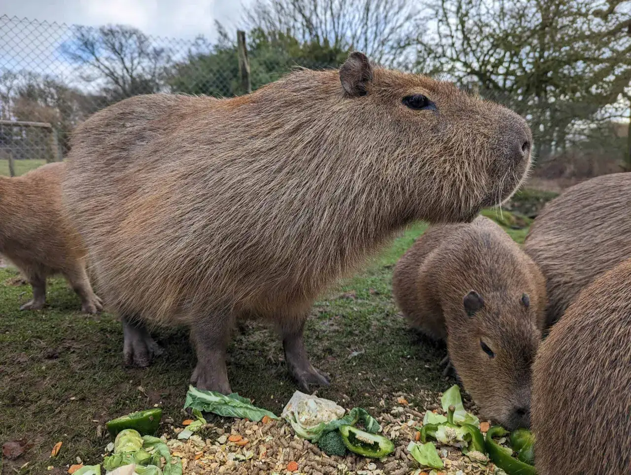 Kapibary jedzą warzywa w najlepszym zoo w Europie.