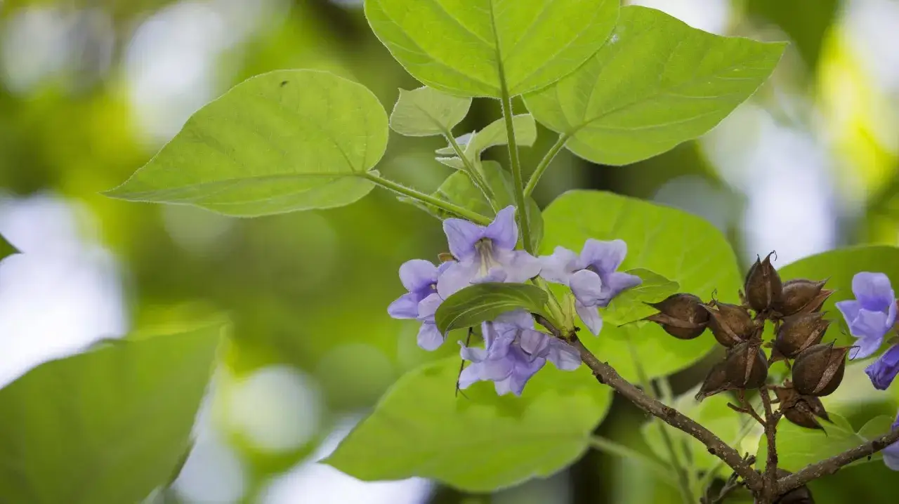 Blauglockenbaum verboten warum? Die zarten violetten Blüten und braunen Samenkapseln des Blauglockenbaums sind auf dem Bild zu sehen.