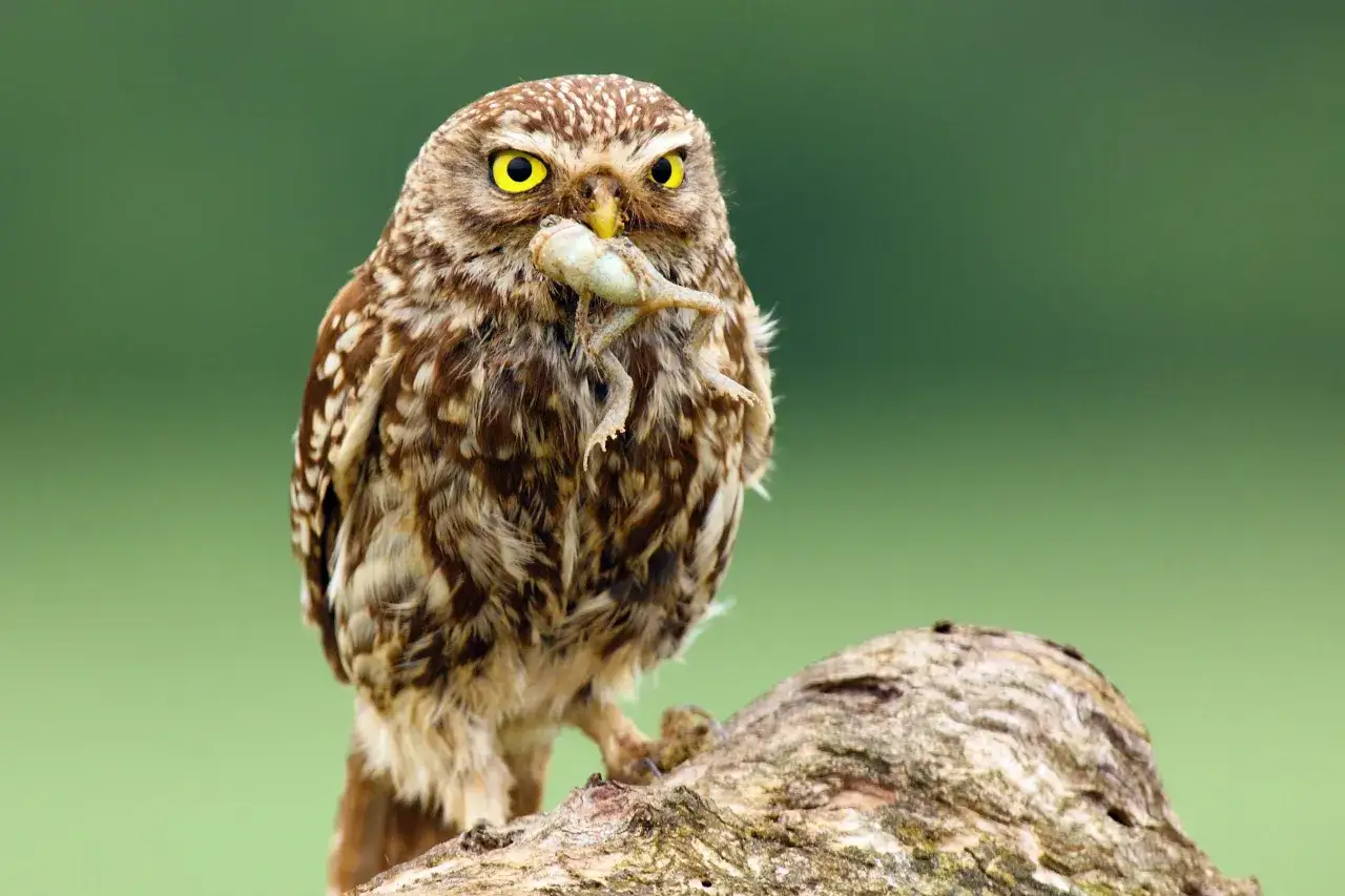 Puchacz Athene noctua z żabą w dziobie siedzi na gałęzi.
