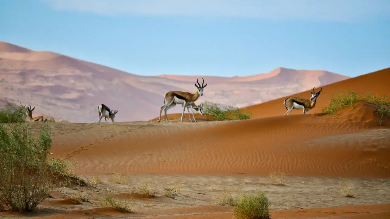 Antylopy na tle pomarańczowych wydm Namibii. Niezapomniane namibia atrakcje.