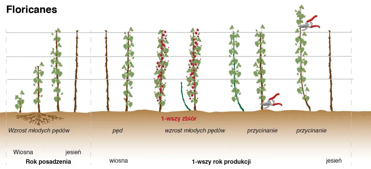 Ilustracja pokazuje cykl wzrostu i przycinania malin, od sadzenia do pierwszych zbiorów i kolejnych lat produkcji.