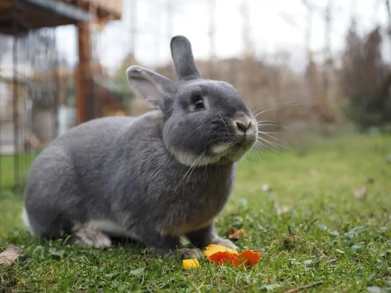 Ein grauer Marburger Feh-Hase sitzt im Gras und knabbert an einem St&uuml;ck Karotte.