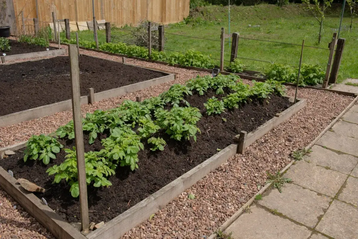 Carr&eacute; potager avec jeunes plants de pommes de terre. Faut-il arroser les pommes de terre ? Le sol semble humide, mais une surveillance est n&eacute;cessaire.