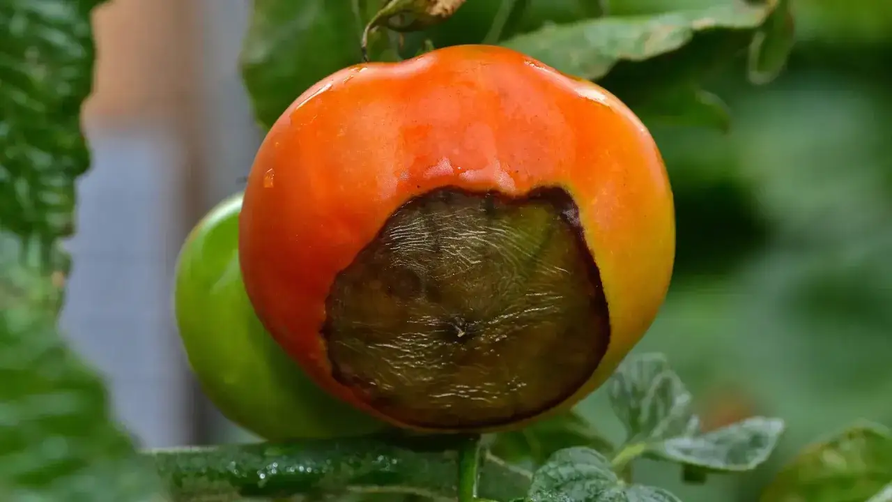 Eine reife Tomate mit einem dunklen, fauligen Fleck am Blütenende, ein Zeichen für Kalziummangel bei Tomaten.