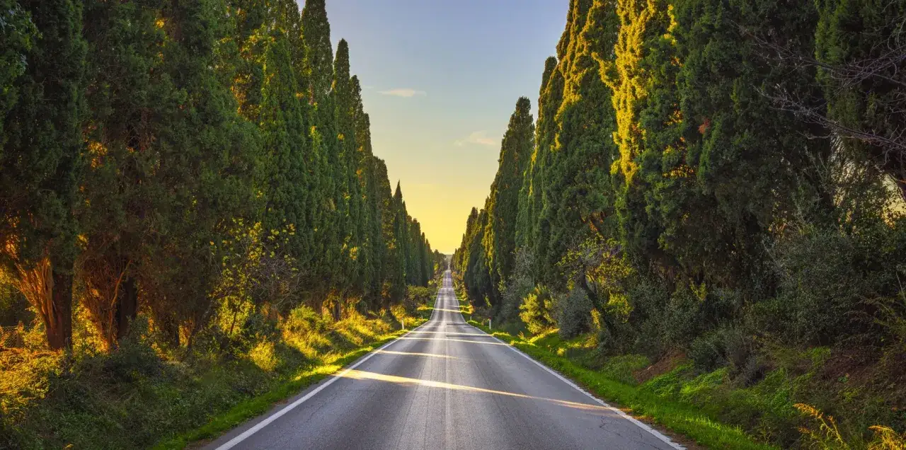 Allee aus Zypressen f&uuml;hrt auf einer Stra&szlig;e in der Toskana bei Bolgheri in goldenes Licht.
