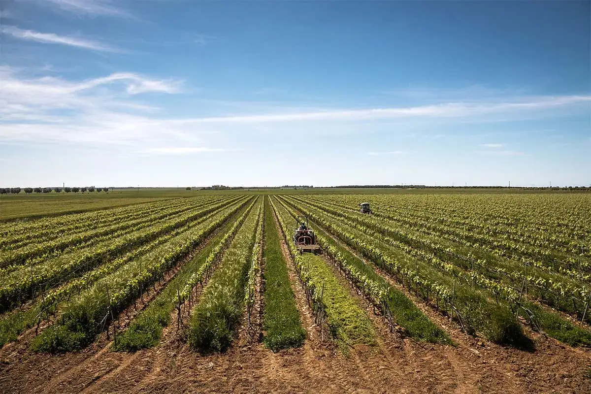 Vigneti salentini sotto un cielo azzurro, con trattori che lavorano la terra per produrre i migliori vini del Salento.