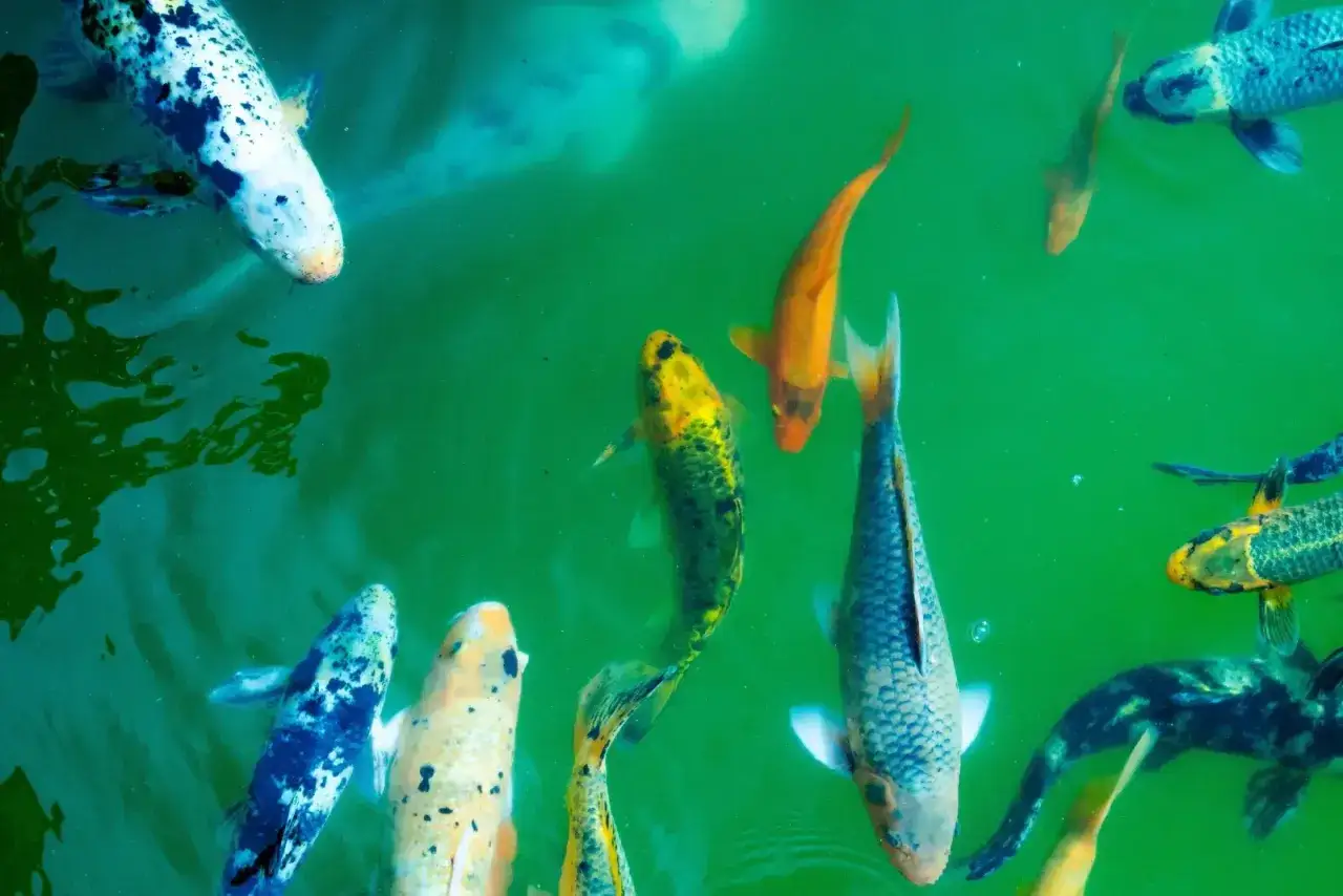 Plusieurs poissons carpes, dont un bébé carpe, nagent dans une eau verte.