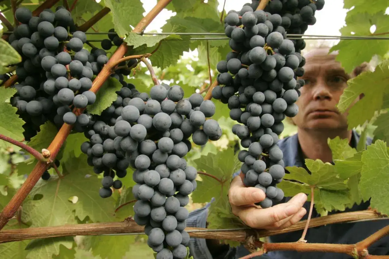 Ein Mann prüft die reifen Trauben im Harzer Weingut Kirmann.