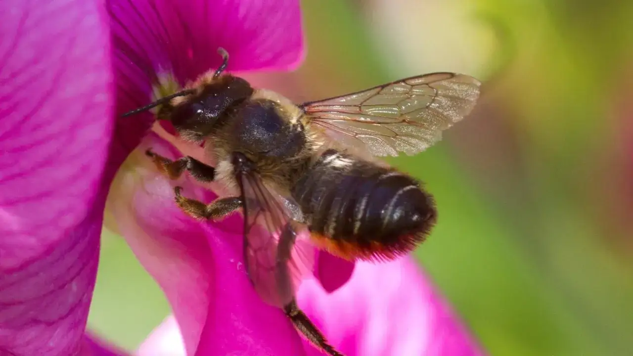 En bin på en rosa blomma. Det finns många olika typer av bin, och detta är en av dem.