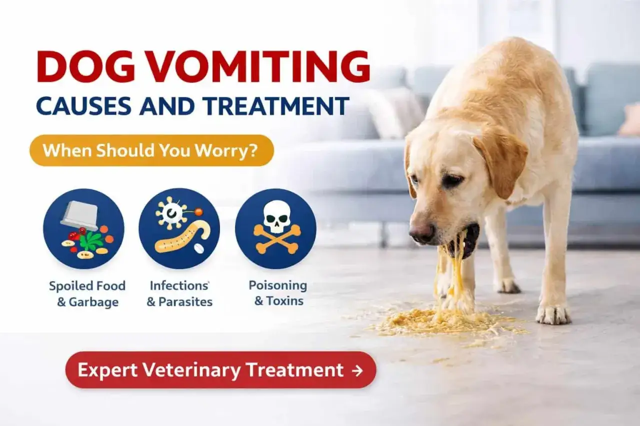 Perro vomitando por comida podrida, infecciones o toxinas. Conoce los tipos de v&oacute;mitos en perros y cu&aacute;ndo buscar ayuda veterinaria.