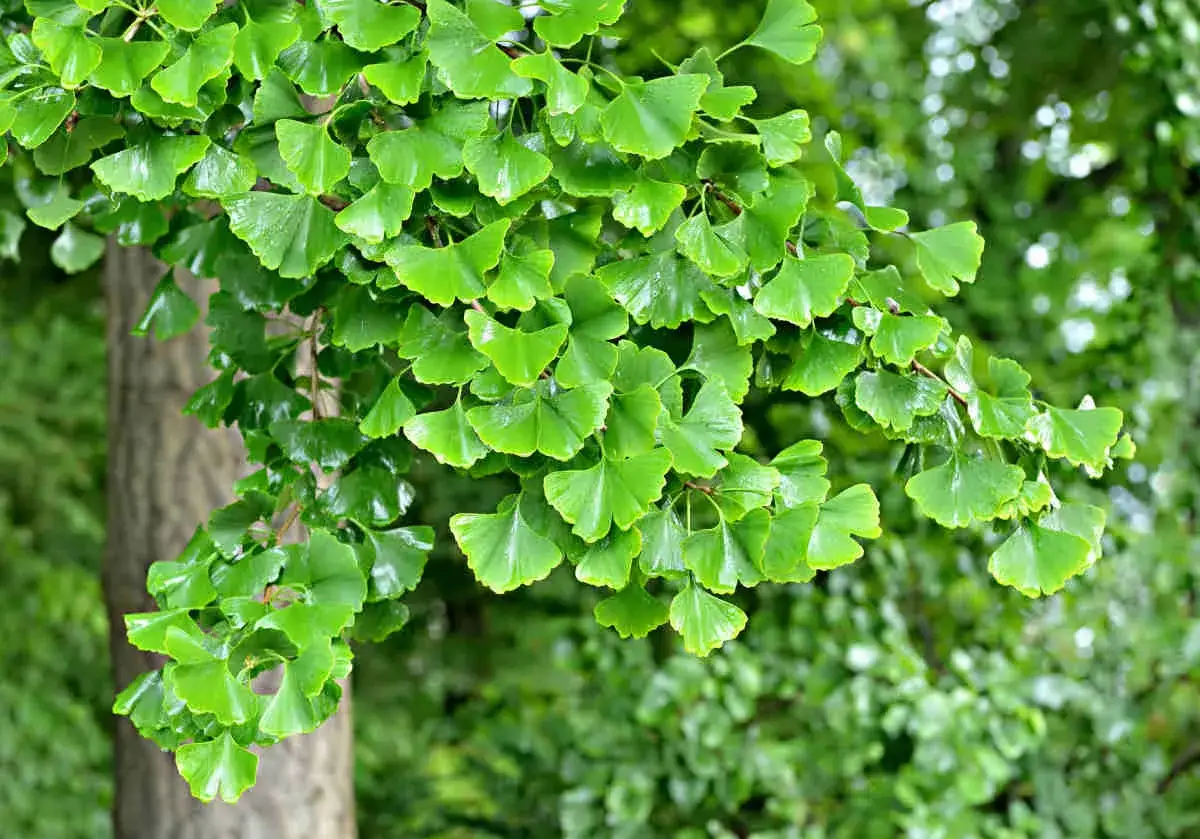 Rameau d'un arbre de ginkgo biloba, couvert de feuilles vertes en éventail. Une plantation de ginkgo biloba s'étend à l'arrière-plan.