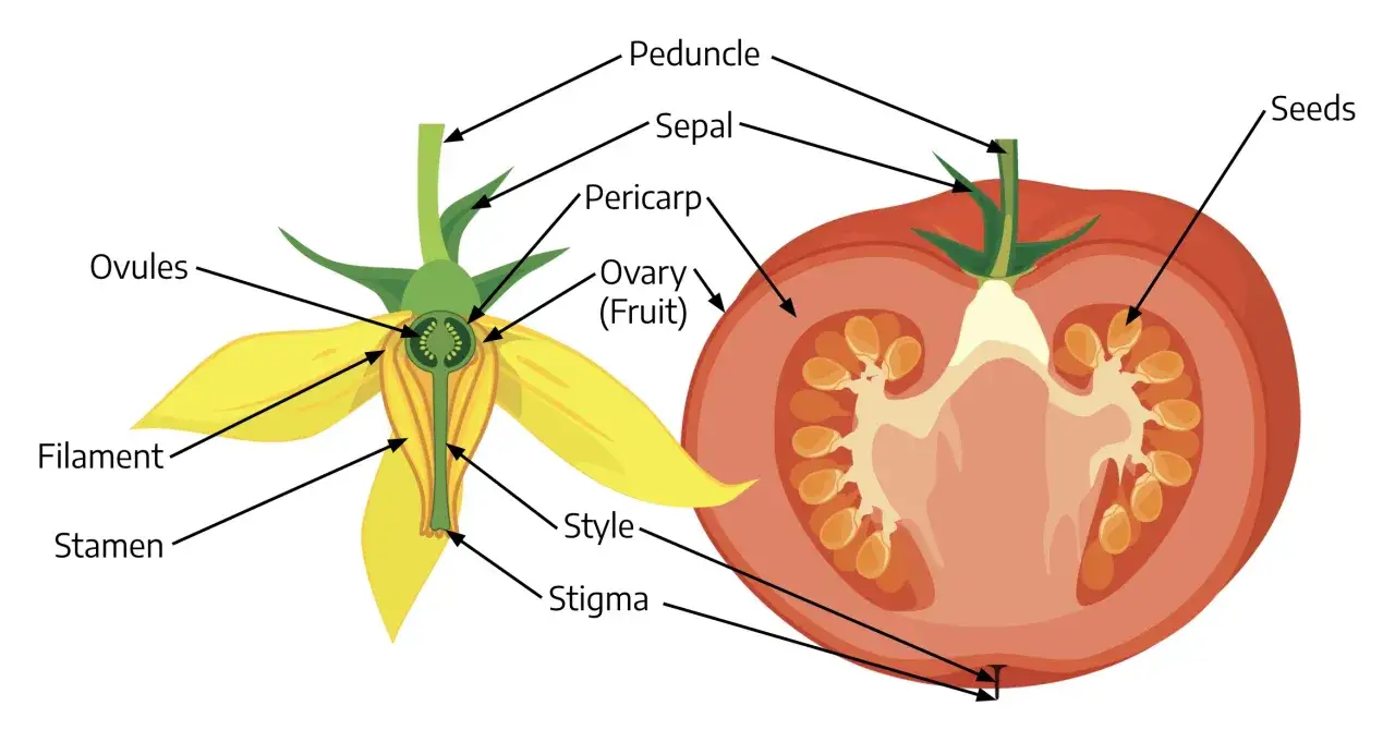 Diagrama de flor y fruto de tomate, mostrando que son las bayas. Se se&ntilde;alan ped&uacute;nculo, s&eacute;palo, pericarpio, &oacute;vulos, estambre, filamento, estilo, estigma y semillas.