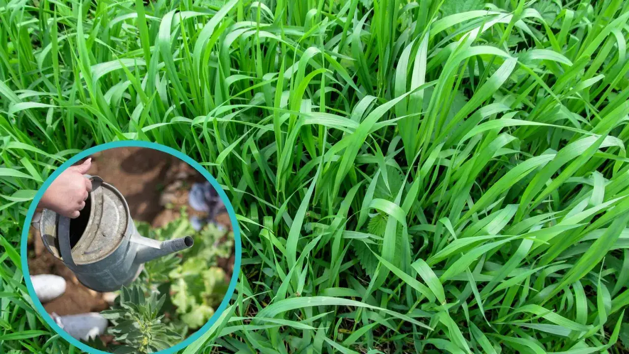 Ręka z konewką podlewa rośliny. W tle gęsta, zielona trawa, idealna do zastosowania ekologiczny oprysk na perz.