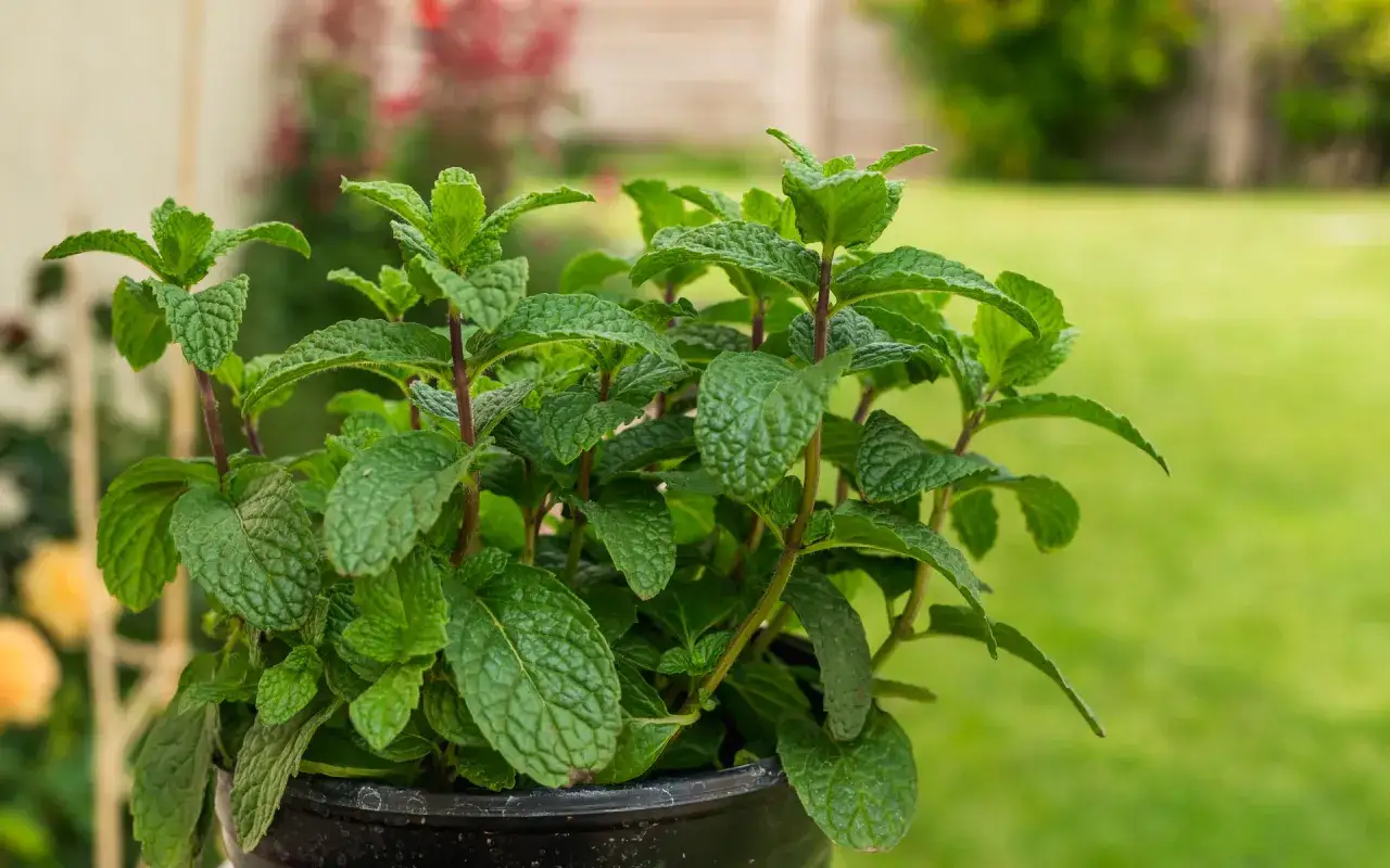 Ein üppiger Topf mit frisch aussehender Minze, bereit zum Ernten. Perfekt, um Minze zu pflanzen und den Garten zu verschönern.
