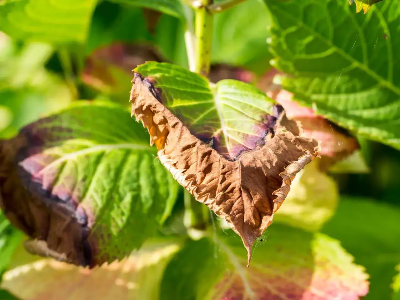 Braune, vertrocknete Blattr&auml;nder und violette Flecken auf Hortensienbl&auml;ttern deuten auf Krankheiten hin.
