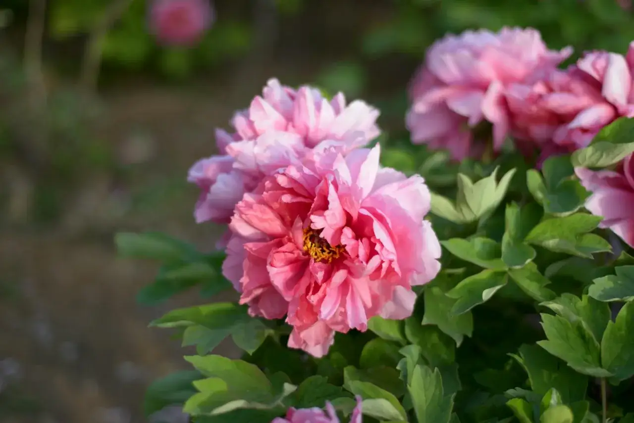 A cluster of vibrant pink peonies, their scientific name *Paeonia suffruticosa*, bloom with lush green foliage.