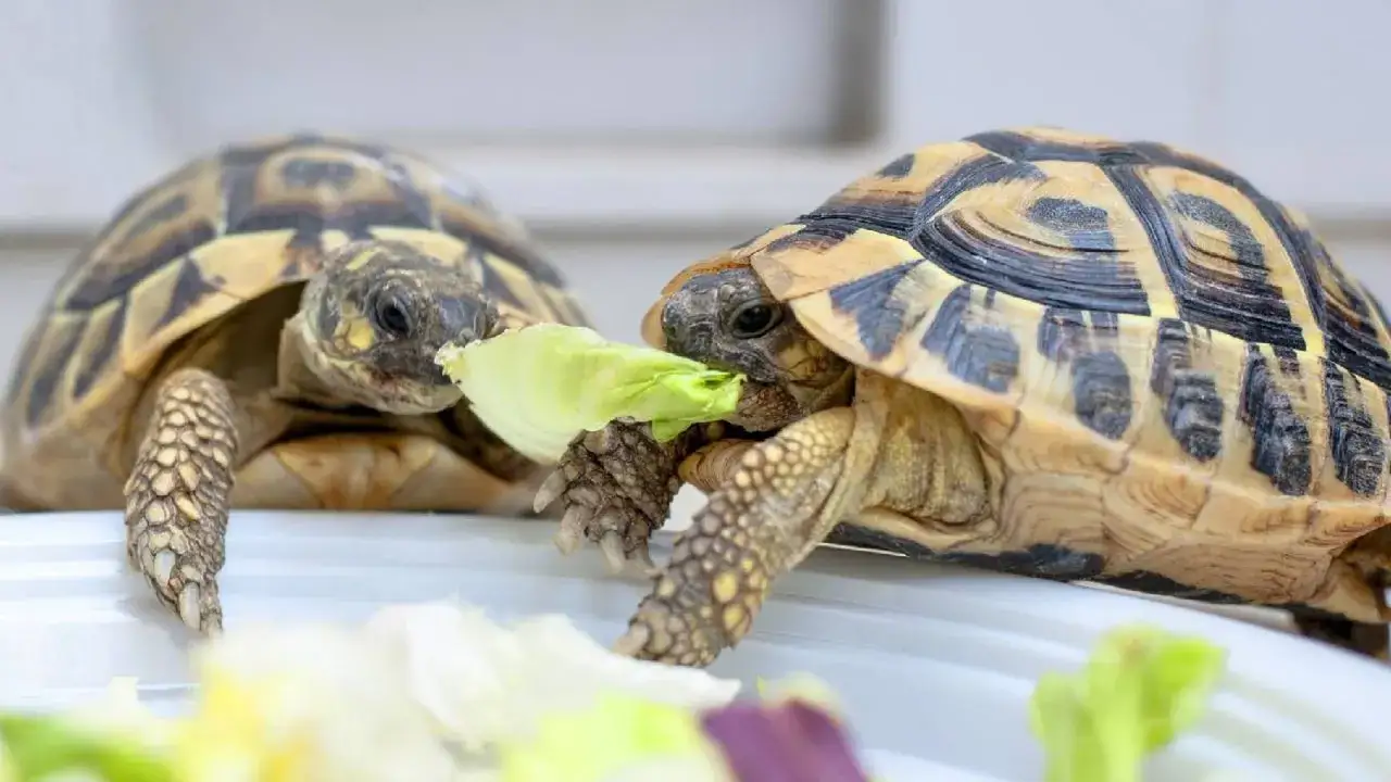 Dos tortugas disfrutan de una ensalada fresca. As&iacute; es como comen las tortugas, con hojas verdes y sabrosas.