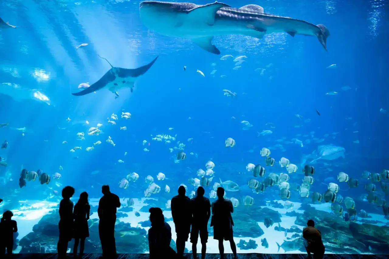 Aquarium g&eacute;ant s&eacute;curit&eacute; d&eacute;fis