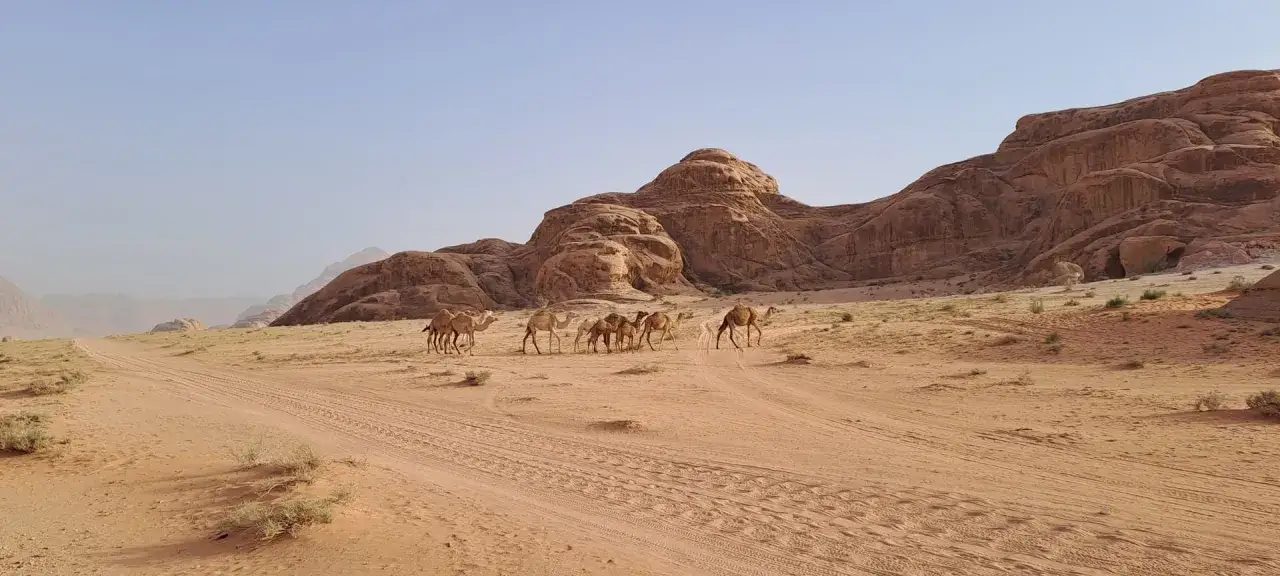 Una caravana de camellos cruza el desierto de Wadi Rum, Jordania. Es seguro viajar a Jordania y disfrutar de sus paisajes únicos.