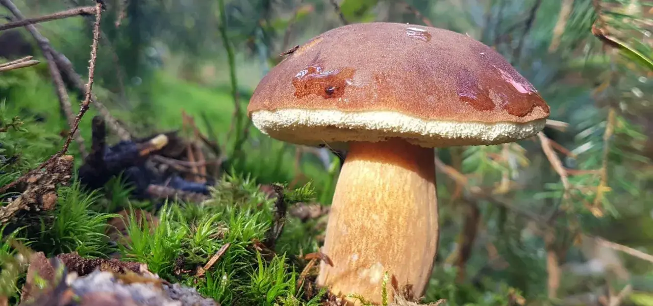 Piękny borowik w mchu, idealny na wyprawę gdzie na grzyby z noclegiem. Leśne skarby czekają!