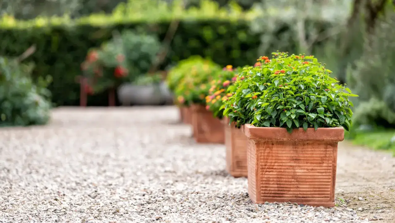 Plantas para terrazas en macetas de terracota, alineadas en un camino de grava. Flores naranjas y rosadas adornan el follaje verde.