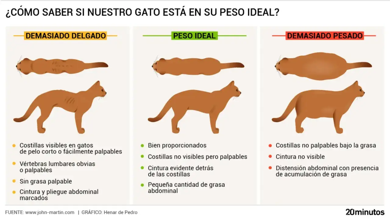 Ilustraci&oacute;n compara gatos: delgado, peso ideal y gordo. Aprende como saber si mi gato est&aacute; gordo observando su cuerpo.