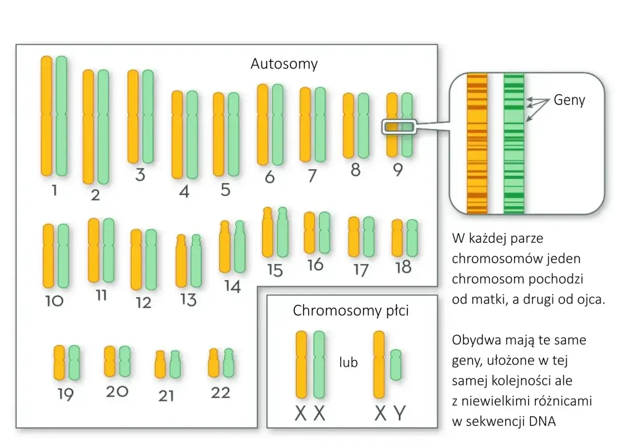 Kariotyp człowieka: autosomy od 1 do 22, chromosomy płci XX lub XY. Geny na chromosomach.