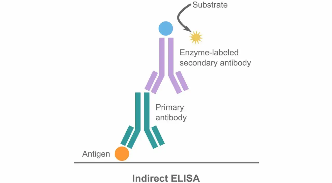 Schema del metodo ELISA indiretto: antigene, anticorpo primario, anticorpo secondario marcato con enzima e substrato che reagisce per produrre un segnale.