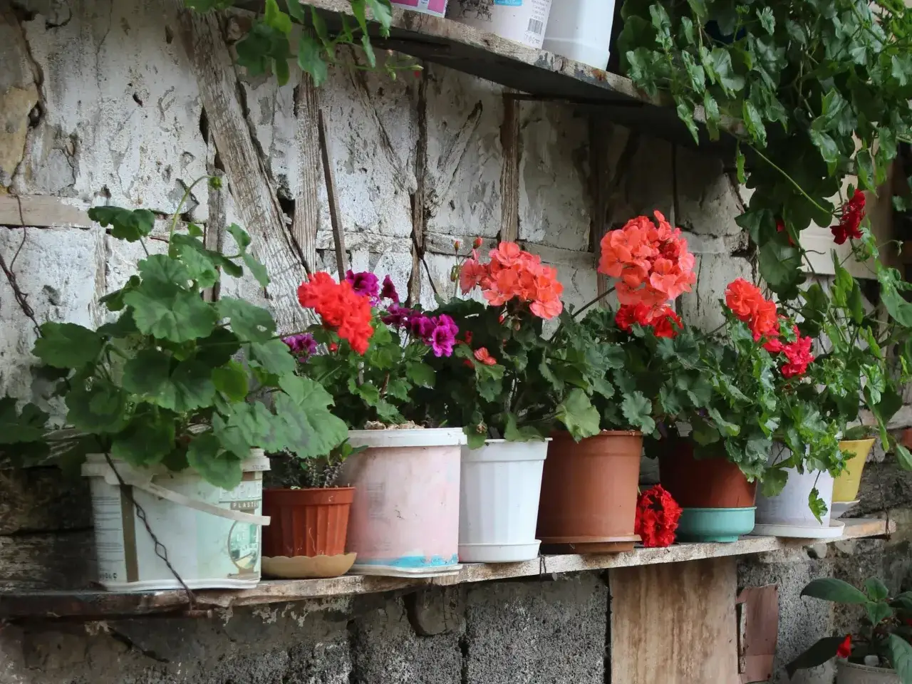 Pelargonie w doniczkach, posadzone w żyznej ziemi do pelargonii, kwitną na półce przy chropowatej ścianie.