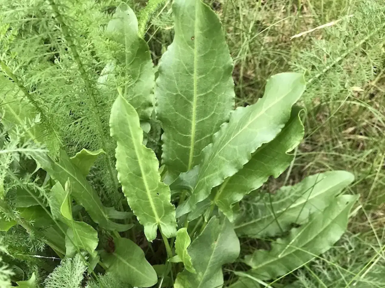 Frische Sauerampferblätter im Gras, bereit für leckere Sauerampfer Rezepte.