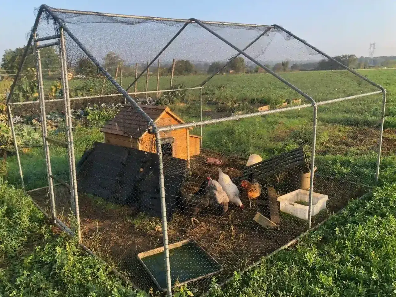 Dans un enclos, des poules se promènent près d'une cabane. Apprenez comment calmer une poule agressive pour une cohabitation paisible.