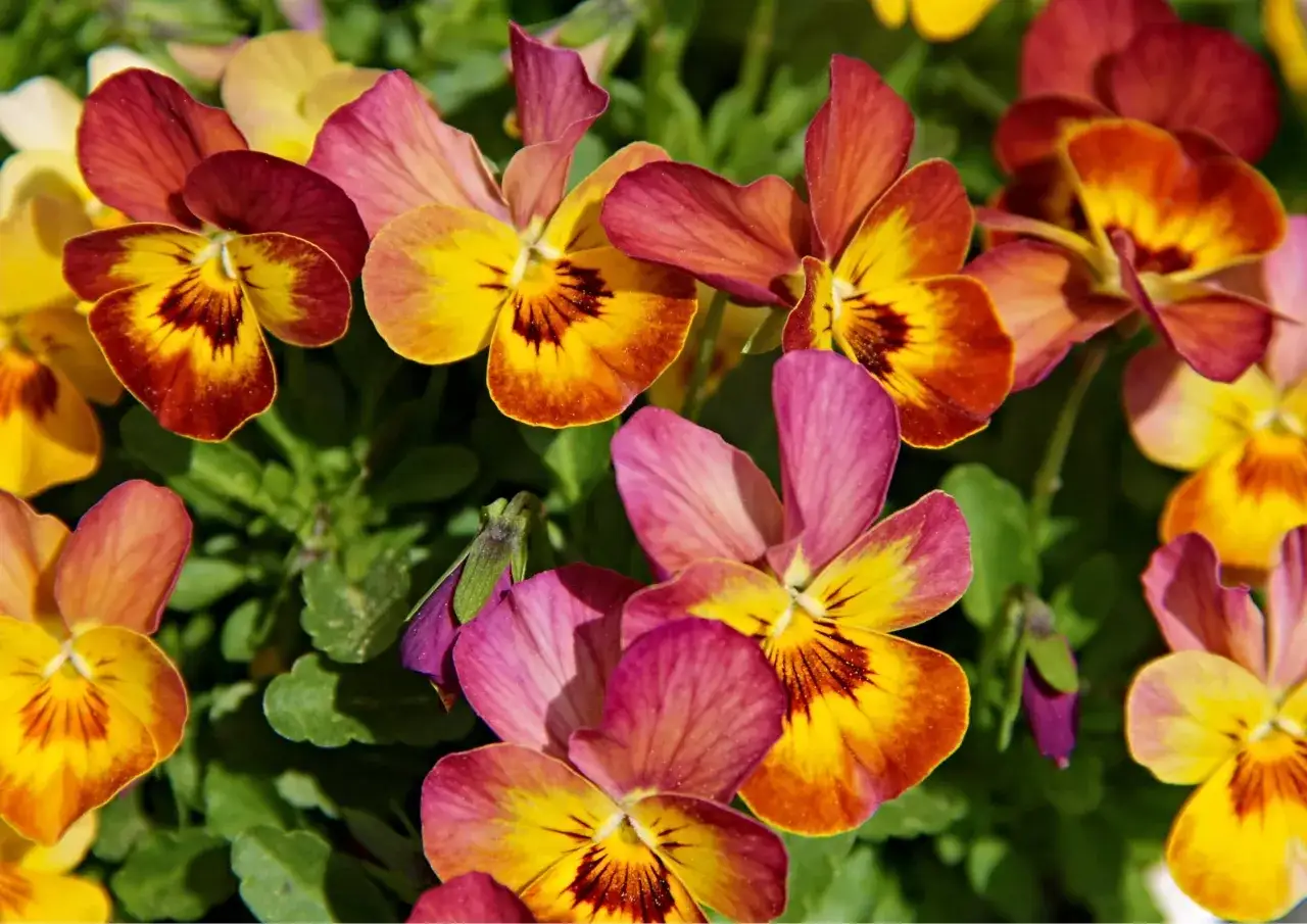 Pensamientos vibrantes con p&eacute;talos amarillos, rojos y morados. El **flor pensamiento significado** es amor y recuerdo.